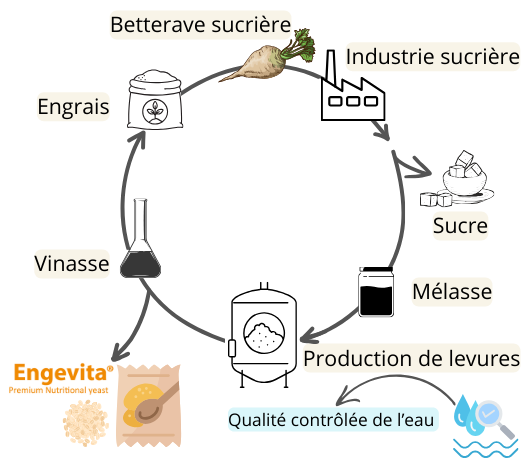 Agriculture circulaire et production responsable et de haute qualité de la levure nutritionnelle en flocons